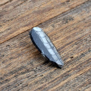 Orthoceras Fossil Lapel Pin