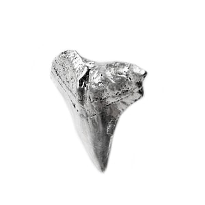 May include: A fossilised shark tooth, a triangular shape with a pointed tip and serrated edges. The tooth is a light grey colour and has a rough, textured surface.