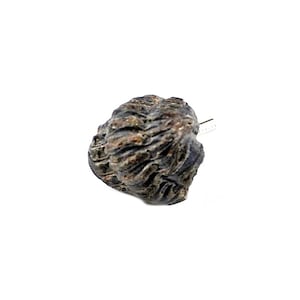 Genuine Trilobite Fossil Lapel Pin