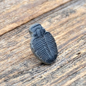 Genuine Trilobite Fossil Lapel Pin