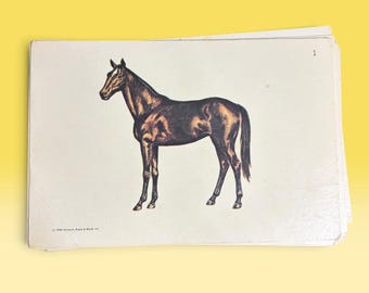 1966 Farmhouse Pets Flashcards: Horse, Cat, Collie, Chicks (10pc Lot) Vintage Ephemera