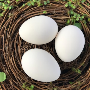May include: Three white eggs rest in a natural woven nest, surrounded by green moss and small leaves. The eggs are smooth and oval-shaped, creating a simple, rustic aesthetic. The nest is made of brown twigs.