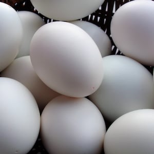 May include: A close-up shot of a collection of white eggs, tightly packed together. The eggs have a smooth, oval shape and a pale, creamy color. They are nestled in a dark, woven basket, creating a contrast in textures and tones.