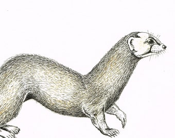 Vintage original 1980s ink drawing picture of a Polecat by G Scholes