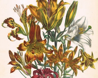 Antique vintage Edwardian botanical flower floral colour color lithograph print  - book plates