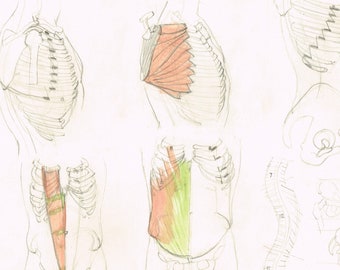 Anatomy pencil sketch by Alan Tabrum