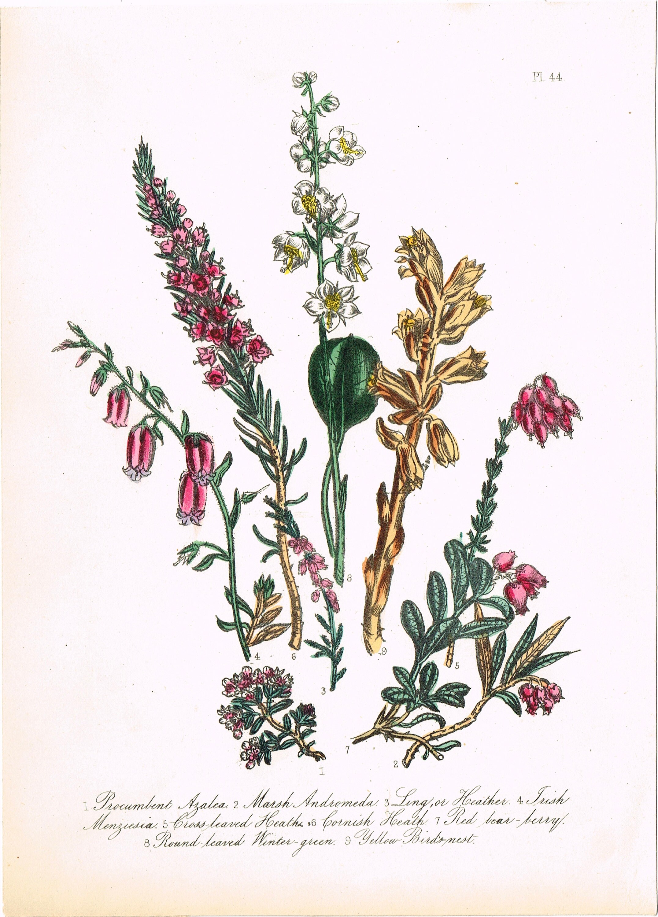 Antique Vintage Edwardian Botanical Flower Floral Colour Color | Etsy