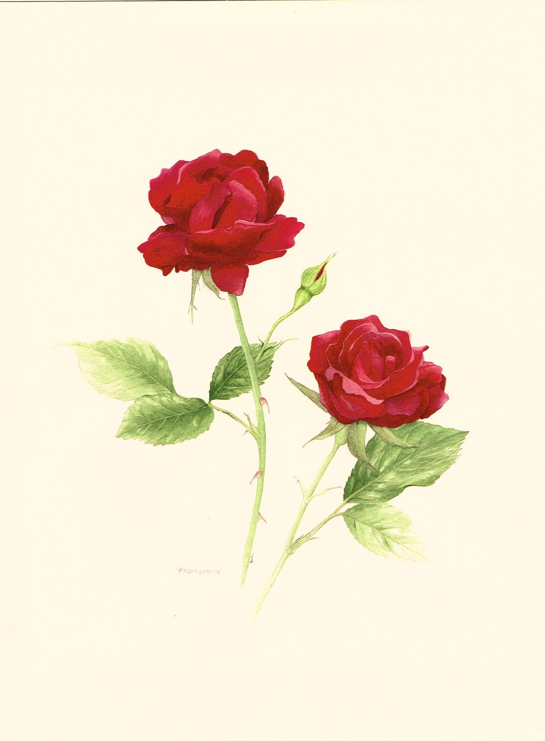 Vintage Unframed Hand Painted, Red Frensham Rose Flower Watercolour ...