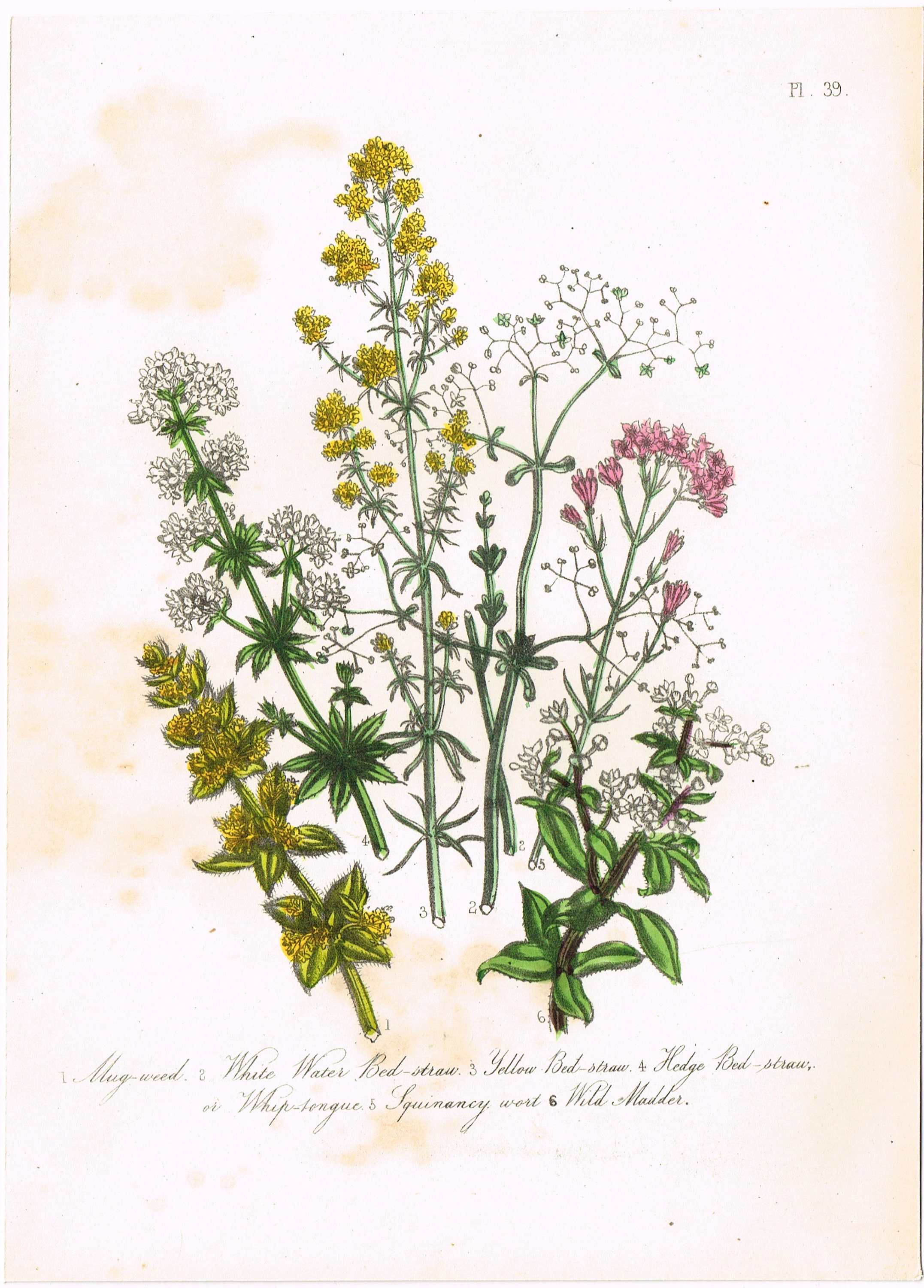 Antique Vintage Edwardian Botanical Flower Floral Colour Color | Etsy