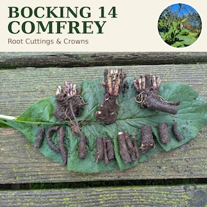 May include: Bocking 14 Comfrey Root Cuttings & Crowns. A collection of dark brown, soil-covered plant root segments and three larger crown pieces arranged on a large, textured green leaf. Text reads BOCKING 14 COMFREY Root Cuttings & Crowns.
