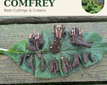 Bocking 14 Comfrey Root Cuttings & Crowns – Russian Comfrey Planting Stock
