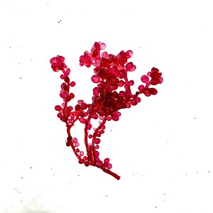May include: A vibrant, translucent red sea grape specimen featuring a branching structure covered in small, round, berry-like clusters. The organic form displays a glossy, gelatinous texture with multiple stems extending outward from a central base.