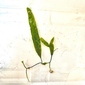 May include: A single green aquatic plant cutting with one long, slender, wavy-edged leaf and two smaller, pointed leaves attached to a thin, dark stem with visible root structures at the base, submerged in clear water.