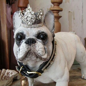 French bulldog cheap albino