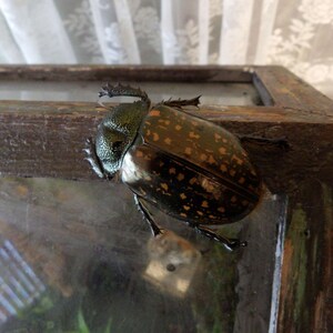 Op de afbeelding: Een grote kever met een glanzende, donkergroene kop en een bruin en zwart gevlekt lichaam zit op een glazen oppervlak. De kever zit in een houten omheining. Het houten frame is donkerbruin.