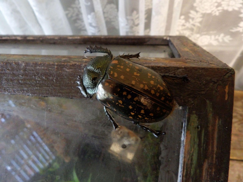 Op de afbeelding: Een grote kever met een glanzende, donkergroene kop en een bruin en zwart gevlekt lichaam zit op een glazen oppervlak. De kever zit in een houten omheining. Het houten frame is donkerbruin.