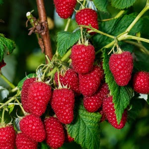 May include: A cluster of ripe, vibrant red raspberries hanging from a green plant stem. The berries feature a textured, bumpy surface and are surrounded by serrated green leaves. The fruit is shown in various stages of ripeness, with some berries appearing larger and more deeply colored than others on the vine.