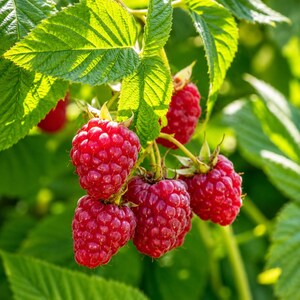 May include: A cluster of ripe, vibrant red raspberries hanging from a green stem. The berries have a textured, bumpy surface and are surrounded by several serrated, bright green leaves that are illuminated by natural sunlight from above.