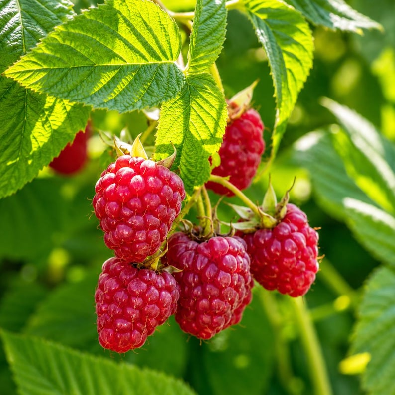 May include: A cluster of ripe, vibrant red raspberries hanging from a green stem. The berries have a textured, bumpy surface and are surrounded by several serrated, bright green leaves that are illuminated by natural sunlight from above.