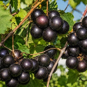 May include: Clusters of dark purple, round grapes hang from woody vines surrounded by vibrant green leaves. The grapes have a smooth, slightly reflective skin and are densely packed together on the stems, showing natural variations in size.
