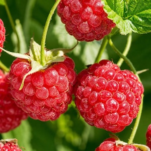 May include: Several ripe, bright red raspberries with a textured, bumpy surface attached to thin green stems. The berries are round and clustered together, surrounded by blurred green leaves in the background, showing natural growth.