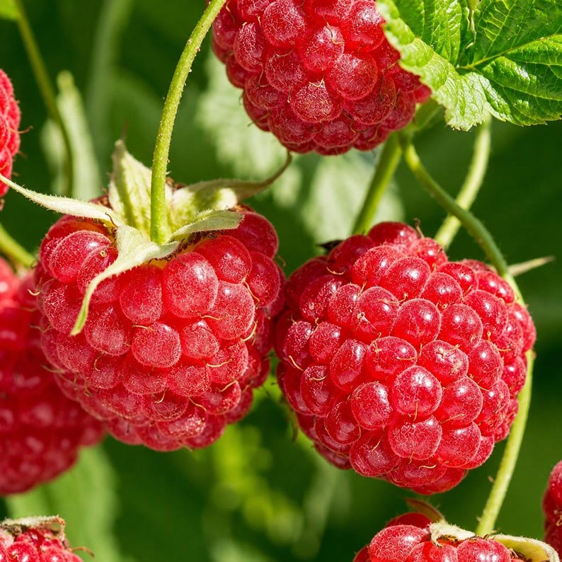May include: Several ripe, bright red raspberries with a textured, bumpy surface attached to thin green stems. The berries are round and clustered together, surrounded by blurred green leaves in the background, showing natural growth.