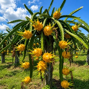 May include: A yellow dragon fruit plant with multiple bright yellow, spiky fruits hanging from long, green, succulent-like stems. The plant is growing on a wooden post under a clear blue sky with white clouds, showcasing the vibrant yellow skin.