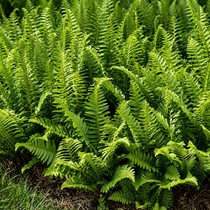 May include: A dense cluster of vibrant green fern plants featuring numerous upright, feathery fronds with finely divided, lance-shaped leaflets. The foliage displays various shades of bright and deep green, creating a lush, textured botanical display.