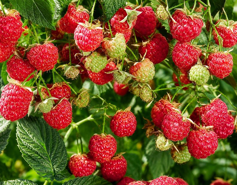 May include: A cluster of ripe, vibrant red raspberries hanging from green stems among dark green leaves. Several smaller, unripe pale green raspberries are interspersed throughout the plant, showing various stages of growth and development.