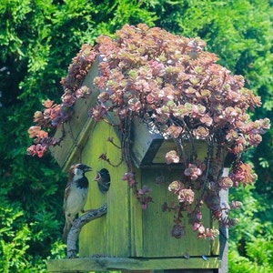 May include: A rustic, green birdhouse with a flowering succulent roof. A small bird perches on a branch, near the entrance, with its beak open. The birdhouse is set against a backdrop of green foliage.