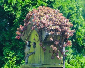 Planter birdhouse