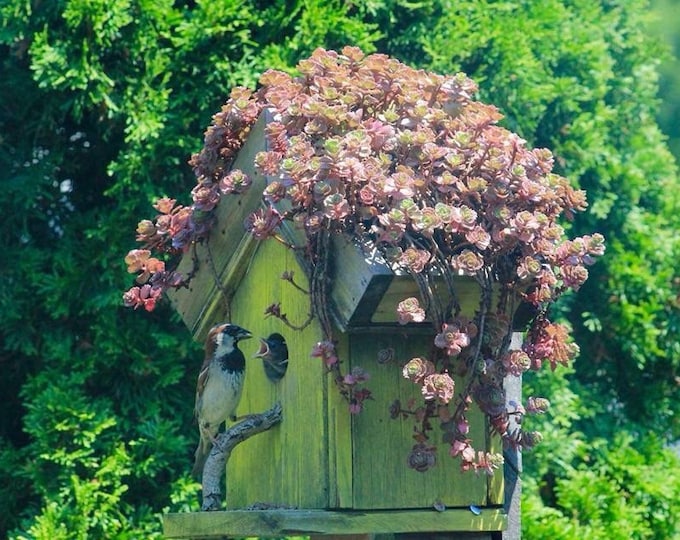 Planter Birdhouse with hinged Cleanout Door