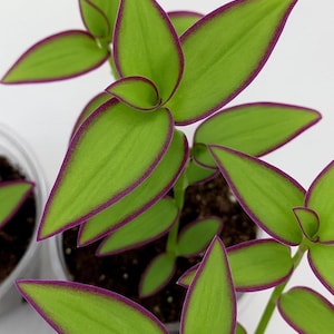 May include: A Tradescantia plant with bright lime green, pointed leaves featuring distinct, deep purple margins. The plant has multiple stems growing upward from dark soil contained within clear plastic pots, showcasing a vibrant contrast.