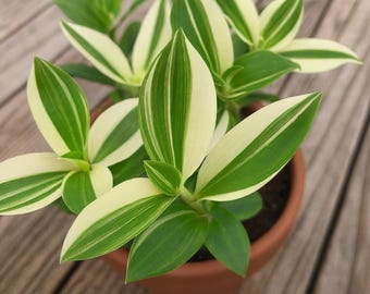 Cream Green Wandering Jew Cuttings, Tradescantia Trailing Houseplant for Pots and Hanging Baskets