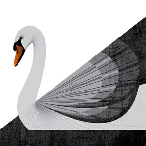 Swan Art Print