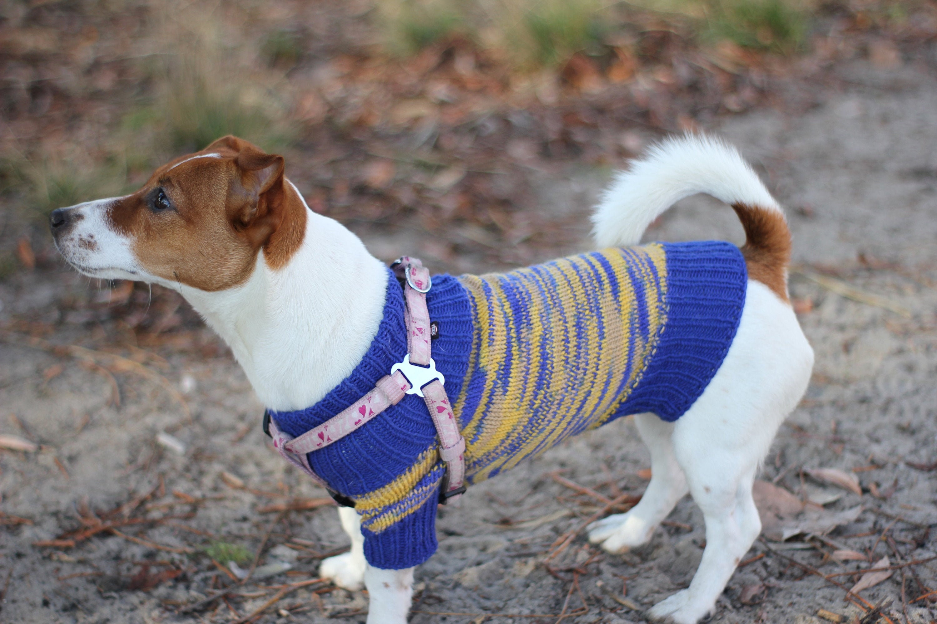 Jack russell clothing for sale hotsell