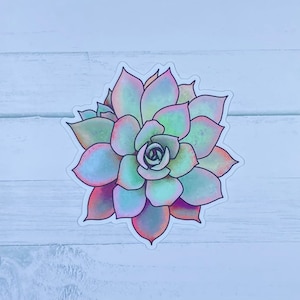 Original Artwork Succulent Pink Edition Sticker