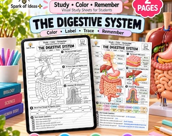 Könnte beinhalten: Zwei pädagogische Arbeitsblätter mit dem Titel The Digestive System, eines zum Ausmalen und Beschriften und eines vollständig farbig mit anatomischen Diagrammen. Die Blätter zeigen Illustrationen des menschlichen Verdauungstrakts, der Magenwandschichten und der Darmzotten.