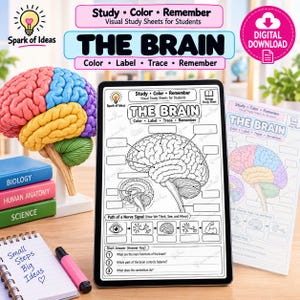 May include: A digital study sheet titled THE BRAIN featuring a black and white line drawing of a brain with blank labels for anatomy, a nerve signal path diagram, and short answer questions, displayed on a tablet screen next to a brain model.