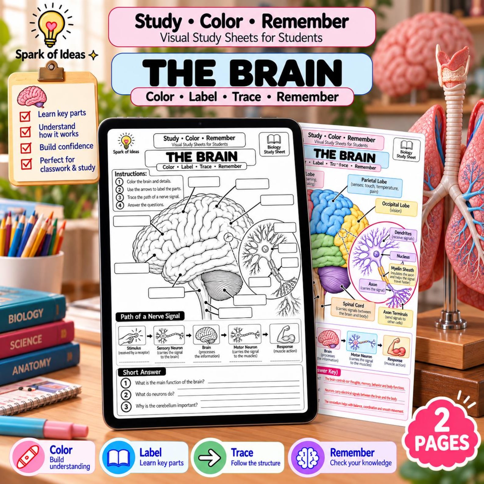 Brain Anatomy Worksheet | Brain Structure Labeling & Study Guide | PDF ...