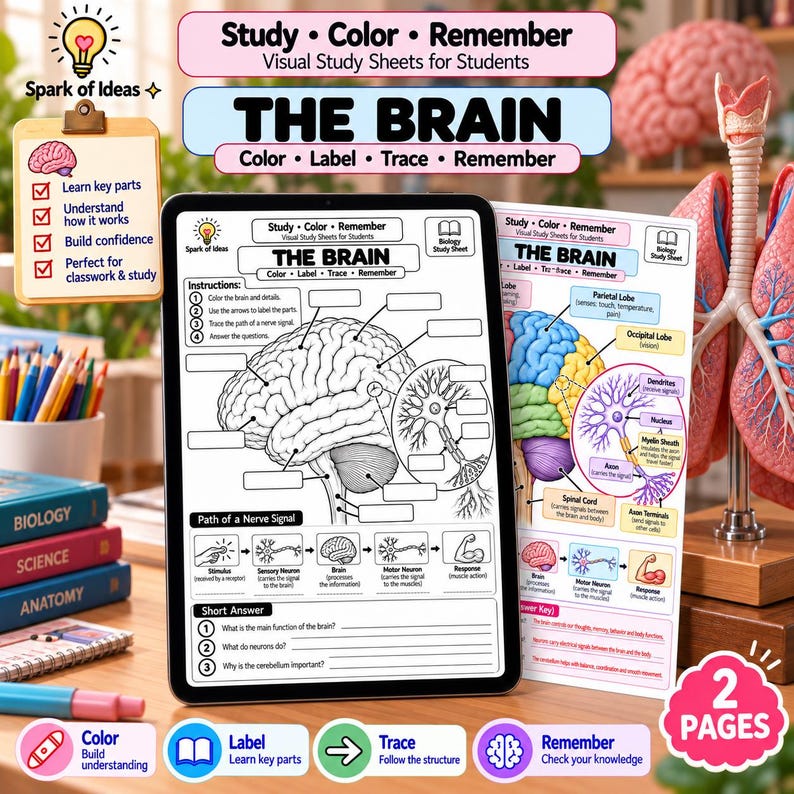 Brain Anatomy Worksheet | Brain Structure Labeling & Study Guide | PDF ...