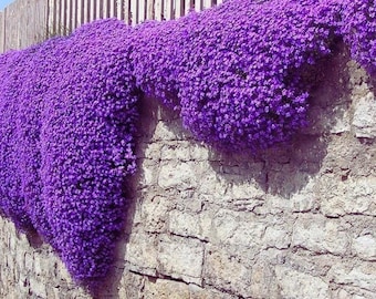 Thymus Serpyllum Purple Creeping Thyme -Perennial Herb, Hardy Ground Cover, Garden  500 Seeds