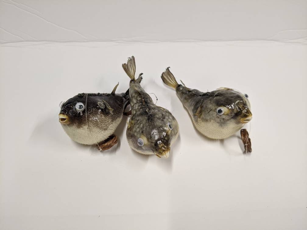 Real Preserved Fish, Puffer Fish, Puffer Fish, Taxidermy Fish, Dried  Mummified Fish, Oddities, Oddities and Curiosities, Witch, Ornament 