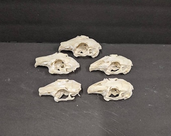 Craft Grade Broken Rabbit Skull, Real Animal Skull, Natural History, Oddities, Oddities and Curiosities, Nature Witch, Bone Collecting