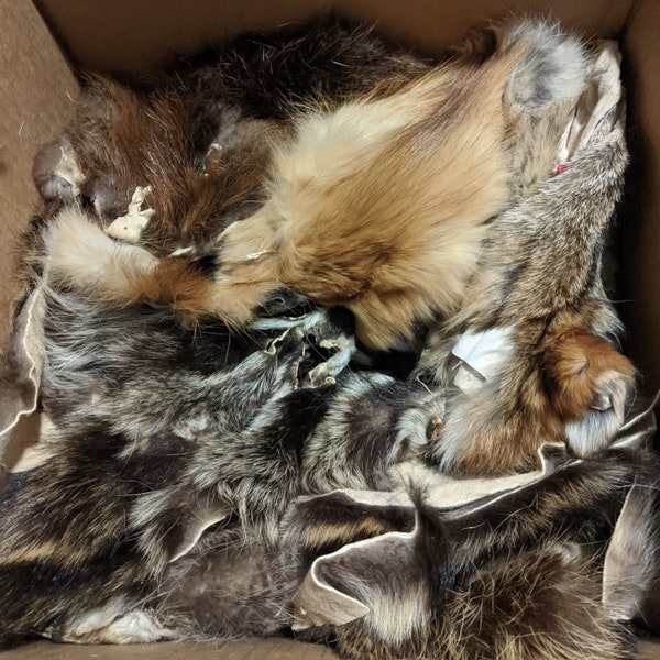Craft taxidermy fur damaged animal face tails pelts, fox, coyote, muskrat, raccoon, Fishing Lures, Doll Making, Renaissance Garb, leather