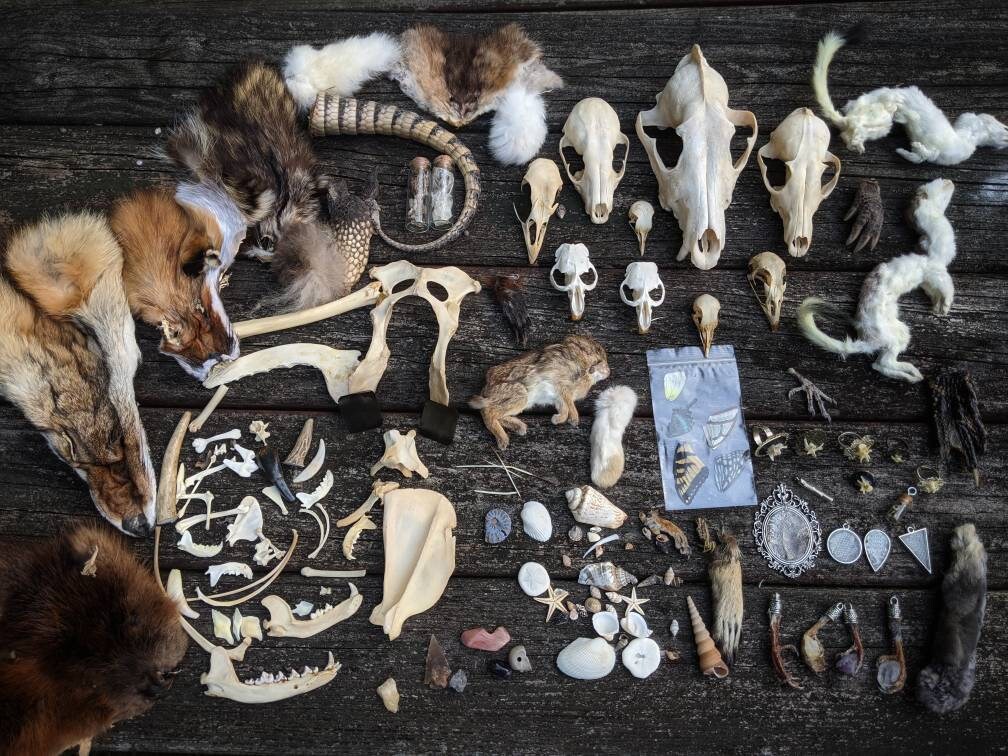 Natural History Oddity Mystery Box, Choose Your Size! Oddities and Cu…