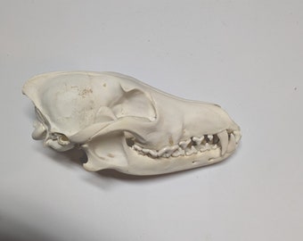 Coyote Skull, Real Animal Skull, Natural History, Oddities, Oddities and Curiosities, Nature Witch, Bone Collecting