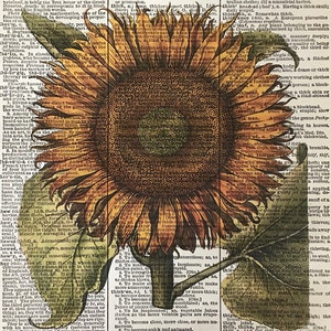 Sunflower Print 8x10 Size, Dictioanry Art Print Sunflower, Golden Sunflower Vintage Print ...