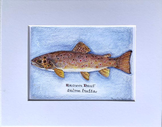 Brown Trout Fish / Pencil Drawing / Fish Lover / Original Art Print /  Fathers Day Gift / Game Room Décor / Man Cave Wall Hanging 