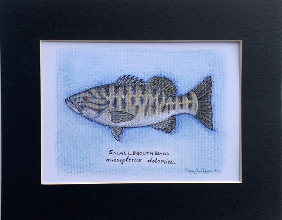 Small Mouth Bass Fish / Pencil Drawing / Fish Lover / Original Art